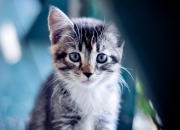 雷火电竞官网-致胜的艺术，雷霆速胜火箭，福克斯时间完美诠释关键先生价值