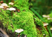 雷火电竞简介-天方夜谭还是战术革命？文班亚马跨洋引爆，深圳队战术手册让勇士蒙羞