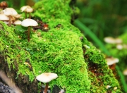 雷火电竞简介-天方夜谭还是战术革命？文班亚马跨洋引爆，深圳队战术手册让勇士蒙羞