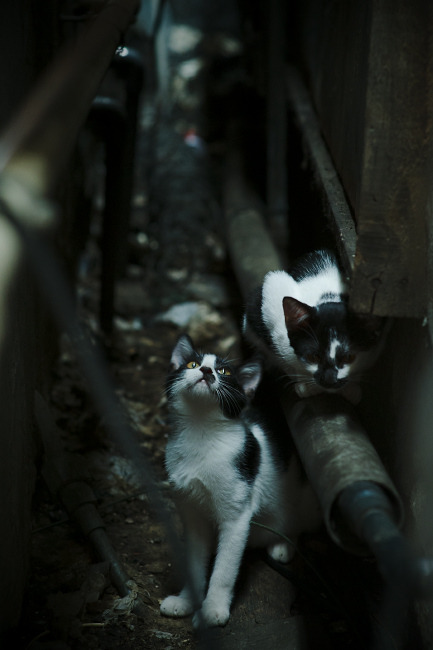 字字如碑，风骨如松，英格拉姆对阵北京一战，为篮球写下一卷现代楷书