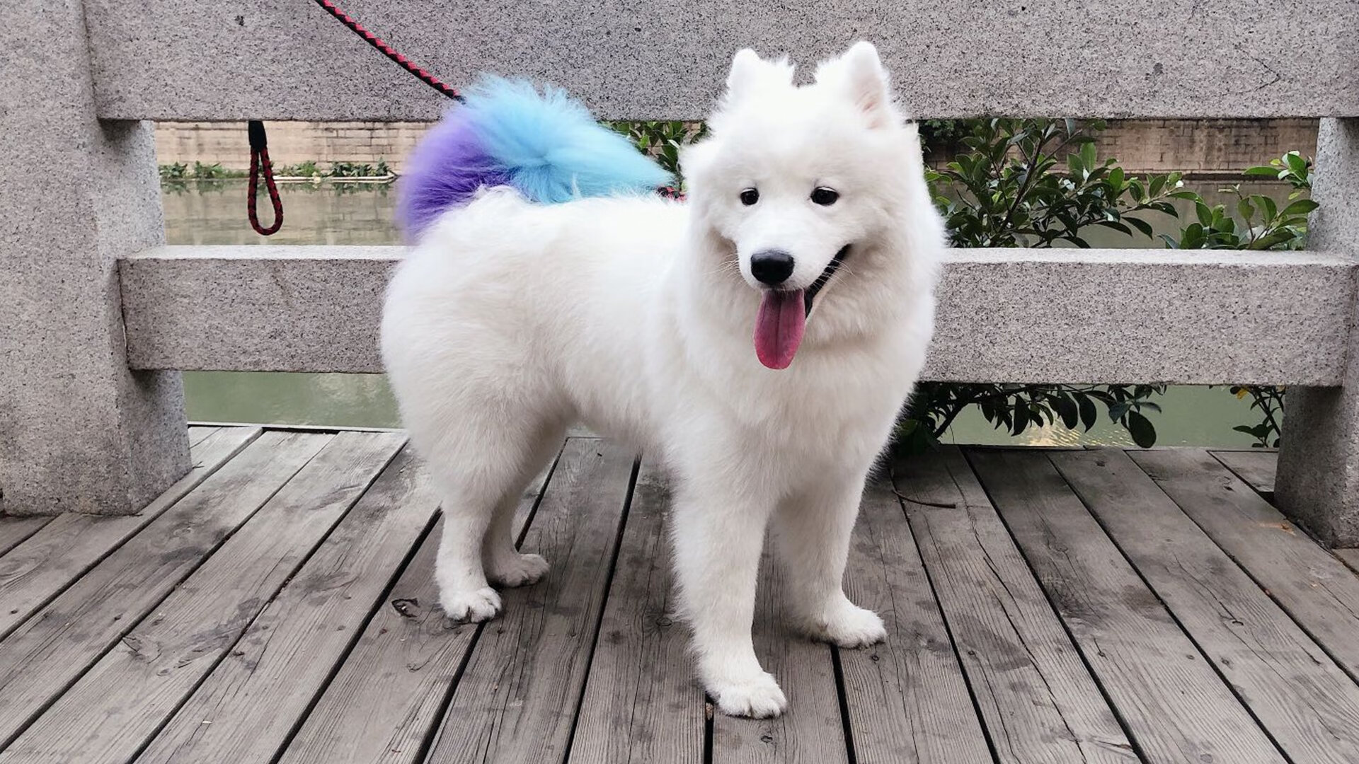 极速与攻防，当F1街道赛战术融入辽宁队的篮球哲学