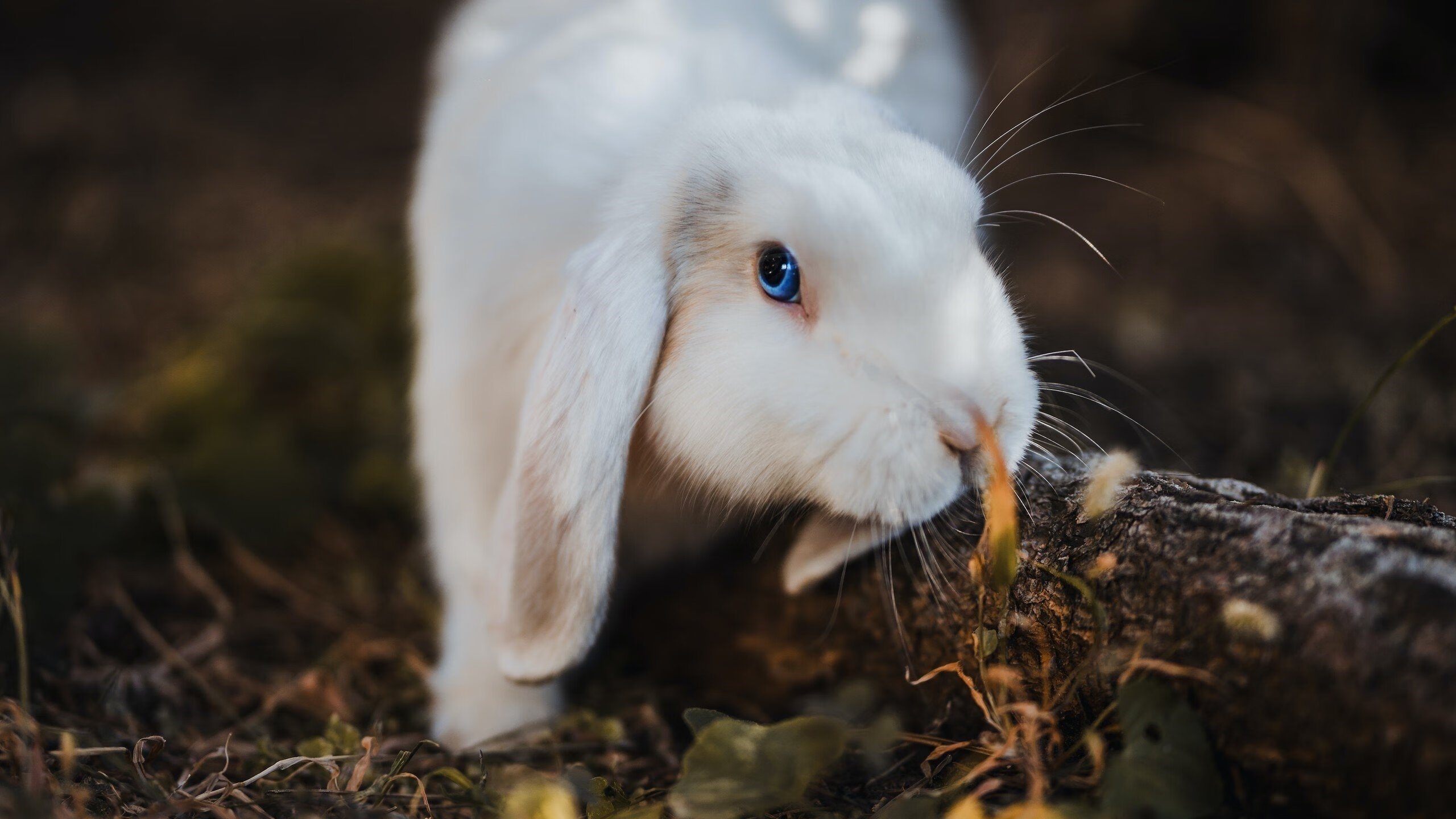 巴尔韦德的生涯之夜，1.5厘米与8分钟定义永恒