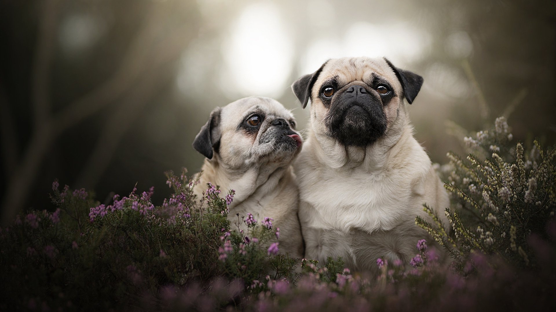 魔笛降德甲，一夜改写冠军剧本